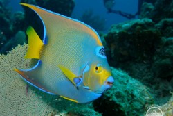 Roatan Aggressor Liveaboard - Honduras.